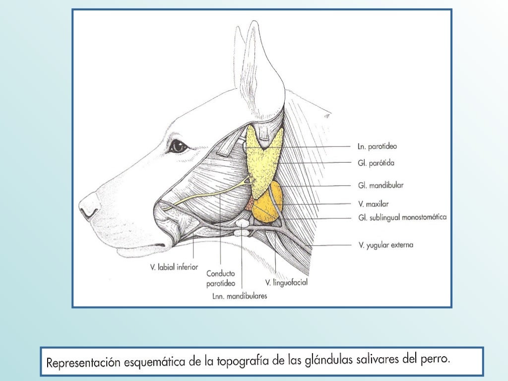 Sistema Linfatico Equino y Canino