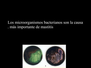 Los microorganismos bacterianos son la causa
. más importante de mastitis

 