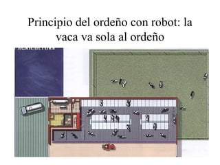 Principio del ordeño con robot: la
vaca va sola al ordeño

 