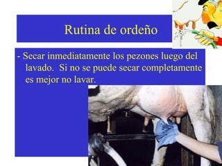 Rutina de ordeño
- Secar inmediatamente los pezones luego del
lavado. Si no se puede secar completamente
es mejor no lavar.

 
