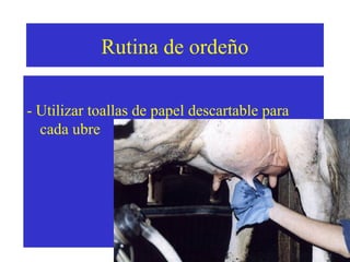 Rutina de ordeño
- Utilizar toallas de papel descartable para
cada ubre

 