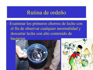 Rutina de ordeño
- Examinar los primeros chorros de leche con
el fin de observar cualquier anormalidad y
descartar leche con alto contenido de
bacterias

 