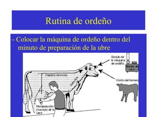 Rutina de ordeño
- Colocar la máquina de ordeño dentro del
minuto de preparación de la ubre

 