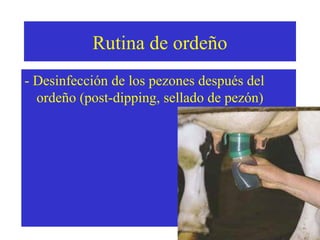 Rutina de ordeño
- Desinfección de los pezones después del
ordeño (post-dipping, sellado de pezón)

 