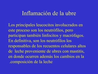 Inflamación de la ubre
Los principales leucocitos involucrados en
este proceso son los neutrófilos, pero
participan también linfocitos y macrófagos.
En definitiva, son los neutrófilos los
responsables de los recuentos celulares altos
de leche proveniente de ubres con mastitis,
en donde ocurren además los cambios en la
.composición de la leche

 