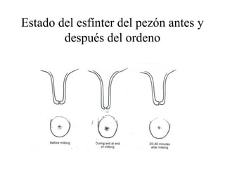 Estado del esfínter del pezón antes y
después del ordeno

 