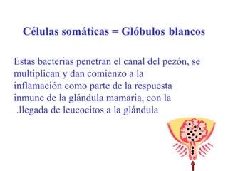 Células somáticas = Glóbulos blancos
Estas bacterias penetran el canal del pezón, se
multiplican y dan comienzo a la
inflamación como parte de la respuesta
inmune de la glándula mamaria, con la
.llegada de leucocitos a la glándula

 