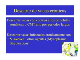 Descarte de vacas crónicas
Descartar vacas con conteos altos de células
somáticas o CMT alto por períodos largos
Descartar vacas infectadas cronicamente con
S. aureus u otros agentes (Mycoplasma,
Streptococos)

 