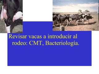 -

Revisar vacas a introducir al
rodeo: CMT, Bacteriología.

 