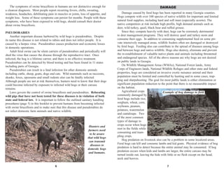 7
Damage caused by feral hogs has been reported in many Georgia counties.
Hogs compete with over 100 species of native wildlife for important and limited
natural food supplies, including hard and soft mast (especially acorns). The
native competitors at risk include high profile, high demand animals such as
deer, wild turkey, quail, black bear and ruffed grouse.
Since they compete heavily with deer, hogs can be extremely detrimental
to deer management programs. They will destroy quail and turkey nests and
consume their eggs. In addition to consuming supplemental feed on some pri-
vate intensively managed areas, wildlife feeders often are damaged or destroyed
by feral hogs. Feeding also can contribute to the spread of diseases among hogs
and between hogs and native wildlife. Hogs also destroy, eliminate and prevent
the re-establishment of valuable native plants and animals including threatened
and endangered species. All of the above reasons are why hogs are not desired
on public lands in Georgia.
On Wildlife Management Areas (WMAs), National Forest lands, Army
Corps of Engineers lands, National Wildlife Refuges and other state and federal
properties, hogs are considered an invasive exotic nuisance animal and their
population must be limited and controlled by hunting and in some cases, trap-
ping and sharpshooting. The goal for most public lands is either elimination or
significant population reduction to the point that there is no measurable impact
on the habitat.
Agricultural crops
commonly damaged by
feral hogs include rice,
sorghum, wheat, corn,
soybeans, peanuts,
potatoes, watermelon
and cantaloupe. Two
of the most common
types of damage to
crops occur when hogs
root in the fields while
consuming and tram-
pling crops.
Hog predation on livestock also can be a problem in some localized areas.
Feral hogs can kill and consume lambs and kid goats. Physical evidence of hog
predation is hard to detect because the entire animal may be consumed. If hog
predation occurs when kids and lambs are larger, the entire carcass may be
turned inside out, leaving the hide with little or no flesh except on the head,
neck and hooves.
DAMAGE
Example of hog damage to field
6
The symptoms of swine brucellosis in humans are not distinctive enough for
a clearcut diagnosis. Most people report recurring fevers, chills, sweating,
weakness, headaches, debilitating pain in muscles or joints, loss of appetite, and
weight loss. Some of these symptoms can persist for months. People with these
symptoms, who have been exposed to wild hogs, should consult their doctor
about swine brucellosis.
PSEUDORABIES
Another important disease harbored by wild hogs is pseudorabies. Despite
its name this disease is not related to rabies and does not infect people. It is
caused by a herpes virus. Pseudorabies causes production and economic losses
in domestic operations.
Adult feral swine can be silent carriers of pseudorabies and periodically will
shed the virus that causes the disease through the reproductive tract. Once
infected, the hog is a lifetime carrier, and there is no effective treatment.
Pseudorabies can be detected by blood testing and has been found in 11 states
including parts of Georgia.
Pseudorabies can result in a fatal infection for other domestic animals
including cattle, sheep, goats, dogs and cats. Wild mammals such as raccoons,
skunks, foxes, opossums and small rodents also can be fatally infected.
Although people are not at risk themselves, hunters need to know that their dogs
could become infected by exposure to infected wild hogs or their carcass
remains.
Laws govern the control of swine brucellosis and pseudorabies. Relocating
wild pigs that have not been tested for these diseases is in violation of both
state and federal law. It is important to follow the outlined sanitary handling
procedures (page 5) in this booklet to prevent humans from becoming infected
with swine brucellosis and to make sure that this disease and pseudorabies do
not infect domestic farm animals and native wildlife.
Hunters and
farmers need
to be aware
that wild hogs
can transmit
diseases to
domestic hogs
and humans.
 
