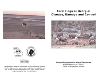 Feral Hogs in Georgia:
Disease, Damage and Control
Georgia Department of Natural Resources
Wildlife Resources Division
Game Management SectionThe Department of Natural Resources is an equal opportunity employer
and offers all persons the opportunity to compete and participate in each
area of DNR employment regardless of race, color, religion, national
origin, handicap or other nonmerit factors.
DNR Publication
State of Georgia
September 2003
 