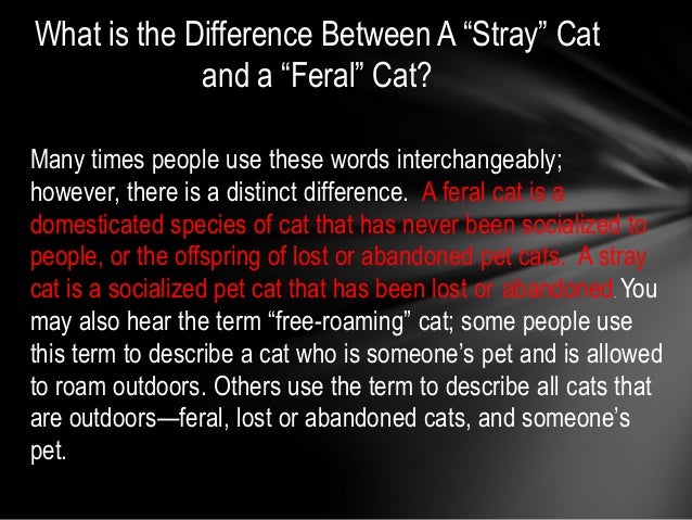 facts about stray cats