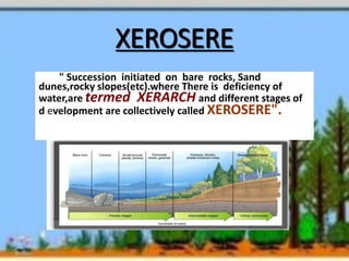 XEROSERE
" Succession initiated on bare rocks, Sand
dunes,rocky slopes(etc).where There is deficiency of
water,are termed XERARCH and different stages of
d evelopment are collectively called XEROSERE".
 