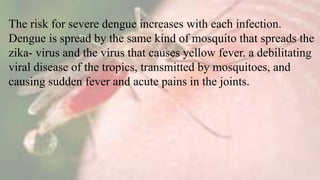 The risk for severe dengue increases with each infection.
Dengue is spread by the same kind of mosquito that spreads the
zika- virus and the virus that causes yellow fever. a debilitating
viral disease of the tropics, transmitted by mosquitoes, and
causing sudden fever and acute pains in the joints.
 