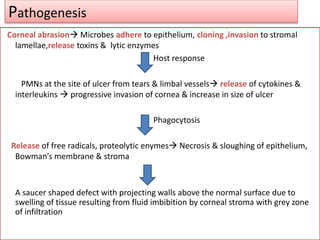 Pathogenesis
Corneal abrasion Microbes adhere to epithelium, cloning ,invasion to stromal
lamellae,release toxins & lytic enzymes
Host response
PMNs at the site of ulcer from tears & limbal vessels release of cytokines &
interleukins  progressive invasion of cornea & increase in size of ulcer
Phagocytosis
Release of free radicals, proteolytic enymes Necrosis & sloughing of epithelium,
Bowman’s membrane & stroma
A saucer shaped defect with projecting walls above the normal surface due to
swelling of tissue resulting from fluid imbibition by corneal stroma with grey zone
of infiltration
 