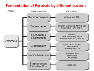 Fermentation of Pyruvate by different bacteria
 