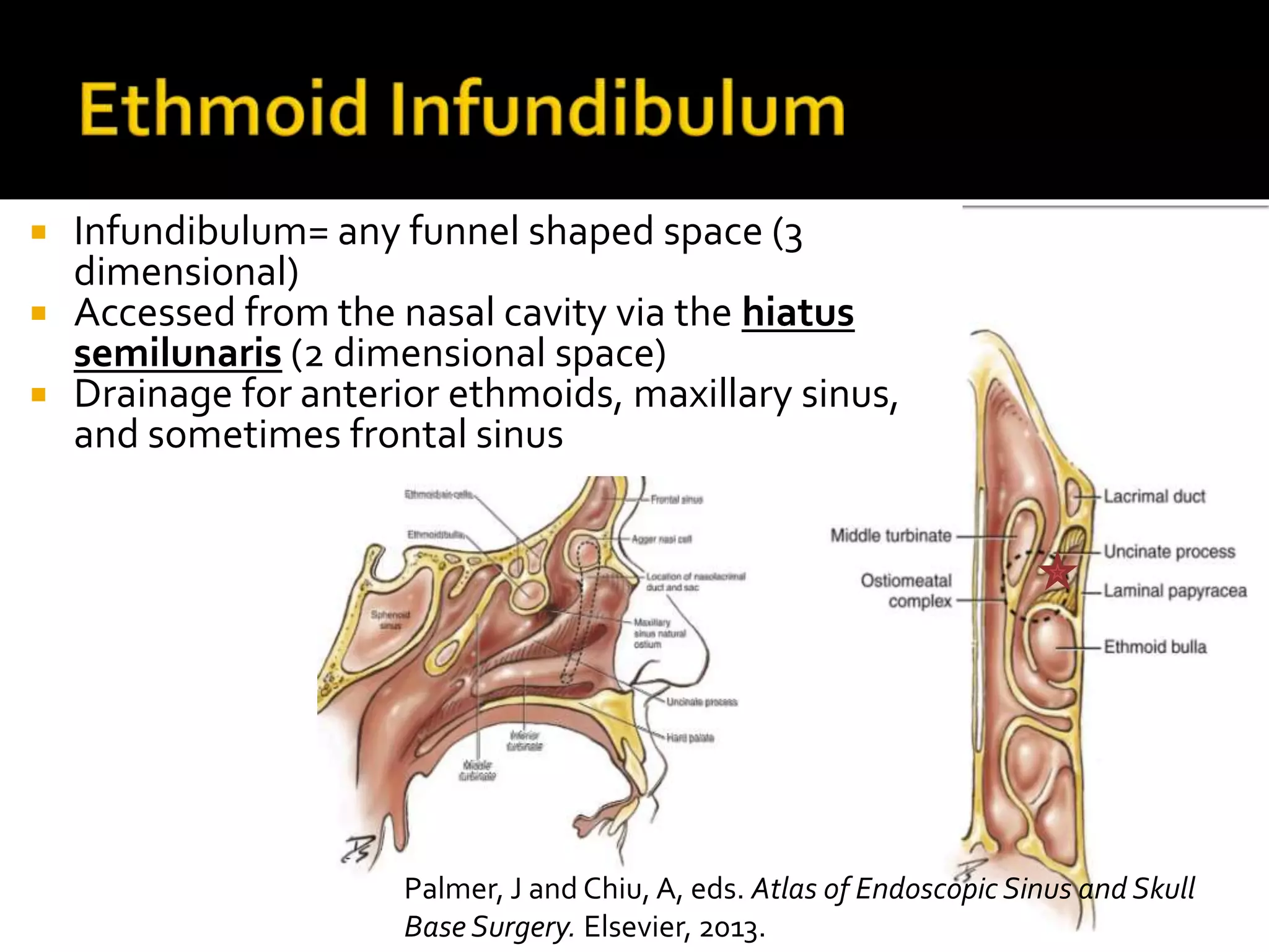 Sinus Anatomy Lectures: Western Residents Advanced Endsocopic Sinus ...