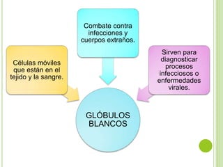 GLÓBULOS
BLANCOS
Células móviles
que están en el
tejido y la sangre.
Combate contra
infecciones y
cuerpos extraños.
Sirven para
diagnosticar
procesos
infecciosos o
enfermedades
virales.
 
