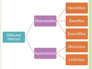 Glóbulos
blancos
Granulocitos
Neutrófilos
Basófilos
Eosinófilos
Agranulocios
Monocitos
Linfocitos
 
