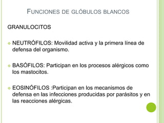 FUNCIONES DE GLÓBULOS BLANCOS
GRANULOCITOS
 NEUTRÓFILOS: Movilidad activa y la primera línea de
defensa del organismo.
 BASÓFILOS: Participan en los procesos alérgicos como
los mastocitos.
 EOSINÓFILOS :Participan en los mecanismos de
defensa en las infecciones producidas por parásitos y en
las reacciones alérgicas.
 