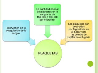 PLAQUETAS
Intervienen en la
coagulación de la
sangre.
La cantidad normal
de plaquetas en la
sangre es de
150,000 a 400,000
por microlitro.
Las plaquetas son
destruidas
por fagocitosis en
el bazo y por
las células de
Kupffer en el hígado.
 
