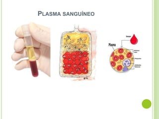 PLASMA SANGUÍNEO
 