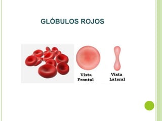 GLÓBULOS ROJOS
 