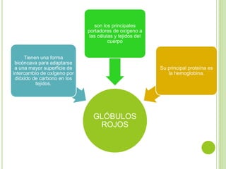 GLÓBULOS
ROJOS
Tienen una forma
bicóncava para adaptarse
a una mayor superficie de
intercambio de oxígeno por
dióxido de carbono en los
tejidos.
son los principales
portadores de oxígeno a
las células y tejidos del
cuerpo
Su principal proteína es
la hemoglobina.
 