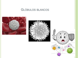 GLÓBULOS BLANCOS
 