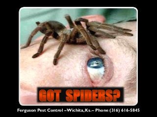 Ferguson Pest Control – Wichita, Ks. – Phone (316) 616-5845
 