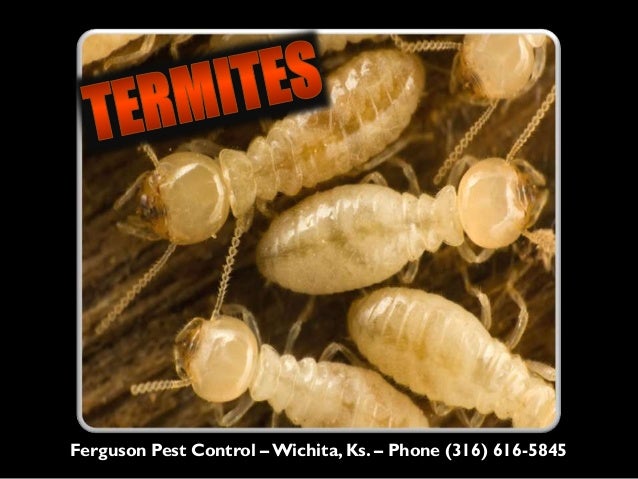pest control wichita ks schendel pest ferguson pest control wichita ks phone 316 6165845 call pest control wichita ks schendel pest ferguson pest control wichita ks phone 316 6165845 call