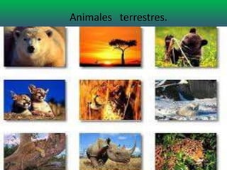 Animales terrestres.
 