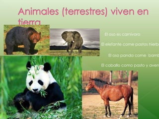 El oso es carnívoro
El elefante come pastos hierba
El oso panda come bamb
El caballo como pasto y aven
 