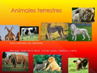 Estos animales son terrestres.
Por que viven en la tierra comen pasto, hierbas y carne .
 