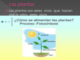  Las plantas son seres vivos que hacen
vivir a otros seres vivos
 