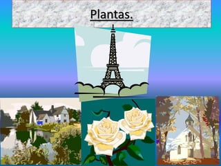 Plantas.
 