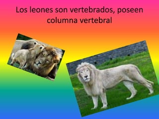 Los leones son vertebrados, poseen
columna vertebral
 