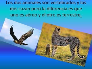 Los dos animales son vertebrados y los
dos cazan pero la diferencia es que
uno es aéreo y el otro es terrestre.
 