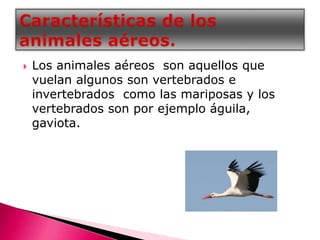  Los animales aéreos son aquellos que
vuelan algunos son vertebrados e
invertebrados como las mariposas y los
vertebrados...