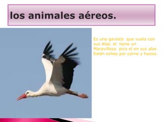 Es una gaviota que vuela con
sus Alas. el tiene un
Maravilloso pico el en sus alas
Están echas por carne y hueso.
 