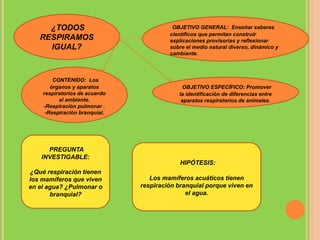 ¿TODOS
RESPIRAMOS
IGUAL?
OBJETIVO GENERAL: Enseñar saberes
científicos que permitan construir
explicaciones provisorias y reflexionar
sobre el medio natural diverso, dinámico y
cambiante.
OBJETIVO ESPECÍFICO: Promover
la identificación de diferencias entre
aparatos respiratorios de animales.
PREGUNTA
INVESTIGABLE:
¿Qué respiración tienen
los mamíferos que viven
en el agua? ¿Pulmonar o
branquial?
HIPÓTESIS:
Los mamíferos acuáticos tienen
respiración branquial porque viven en
el agua.
CONTENIDO: Los
órganos y aparatos
respiratorios de acuerdo
al ambiente.
-Respiración pulmonar .
-Respiración branquial.