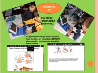 Utilizamos
XO
Buscando
información
en internet.
Seleccionando imágenes de internet,
insertándolas en actividad ESCRIBIR,
observando y comparando aparatos
respiratorios