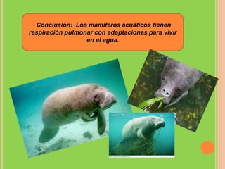 Conclusión: Los mamíferos acuáticos tienen
respiración pulmonar con adaptaciones para vivir
en el agua.