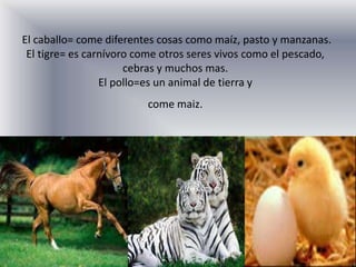 El caballo= come diferentes cosas como maíz, pasto y manzanas.
El tigre= es carnívoro come otros seres vivos como el pesca...