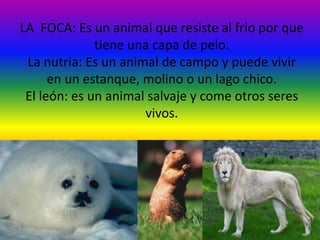 LA FOCA: Es un animal que resiste al frio por que
tiene una capa de pelo.
La nutria: Es un animal de campo y puede vivir
e...