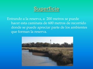 Entrando a la reserva, a 200 metros se puede
hacer esta caminata de 600 metros de recorrido
donde se puede apreciar parte ...