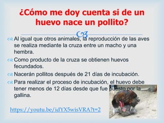  Al igual que otros animales, la reproducción de las aves
se realiza mediante la cruza entre un macho y una
hembra.
 Como producto de la cruza se obtienen huevos
fecundados.
 Nacerán pollitos después de 21 días de incubación.
 Para realizar el proceso de incubación, el huevo debe
tener menos de 12 días desde que fue puesto por la
gallina.
¿Cómo me doy cuenta si de un
huevo nace un pollito?
https://youtu.be/idYX5wisVRA?t=2
 