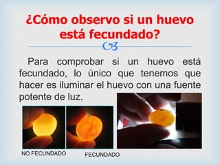 
Para comprobar si un huevo está
fecundado, lo único que tenemos que
hacer es iluminar el huevo con una fuente
potente de luz.
¿Cómo observo si un huevo
está fecundado?
NO FECUNDADO FECUNDADO
 