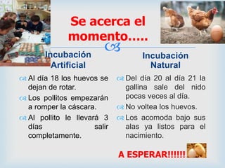 
Se acerca el
momento…..
Incubación
Artificial
 Al día 18 los huevos se
dejan de rotar.
 Los pollitos empezarán
a romper la cáscara.
 Al pollito le llevará 3
días salir
completamente.
Incubación
Natural
 Del día 20 al día 21 la
gallina sale del nido
pocas veces al día.
 No voltea los huevos.
 Los acomoda bajo sus
alas ya listos para el
nacimiento.
A ESPERAR!!!!!!
 