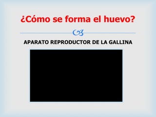 
APARATO REPRODUCTOR DE LA GALLINA
¿Cómo se forma el huevo?
 